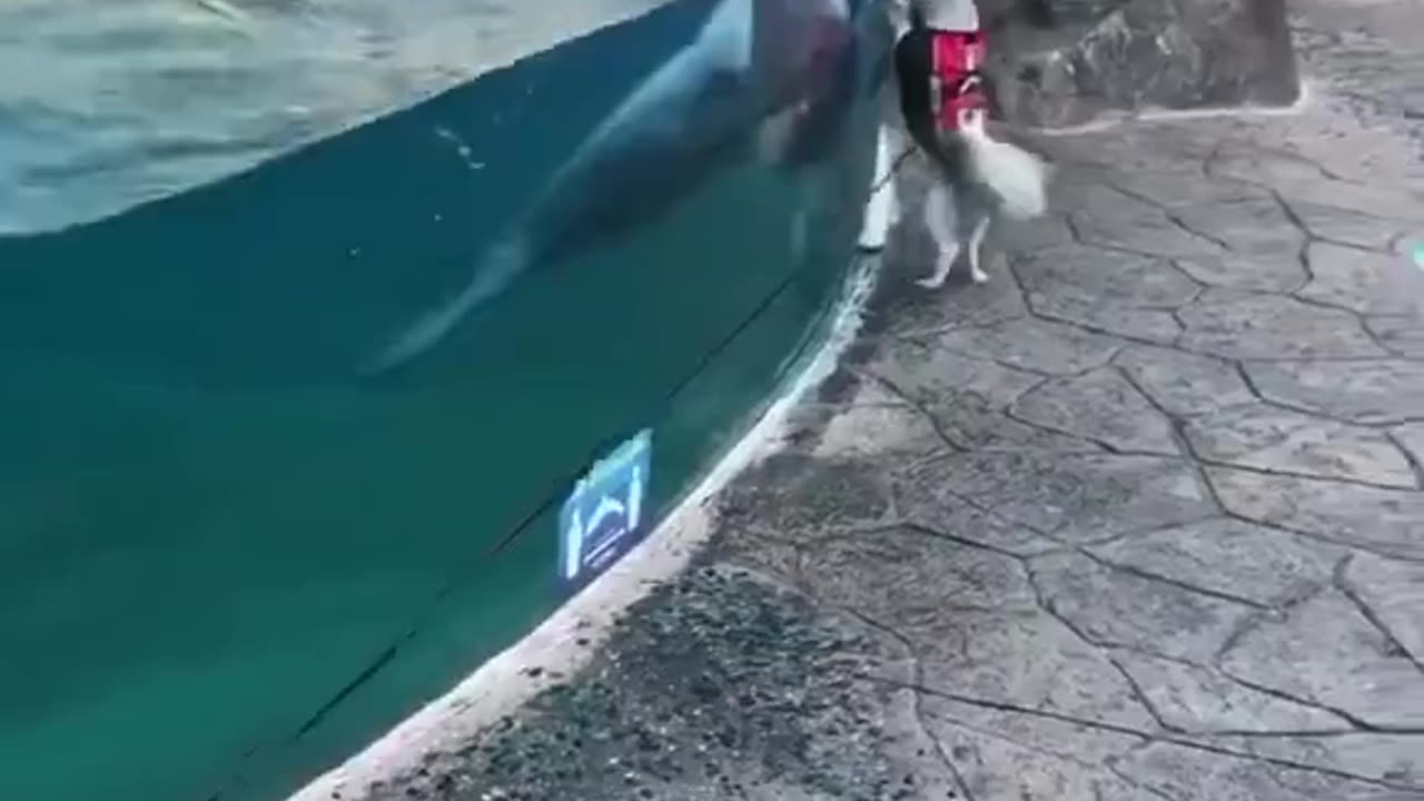 Dolphin made a friend