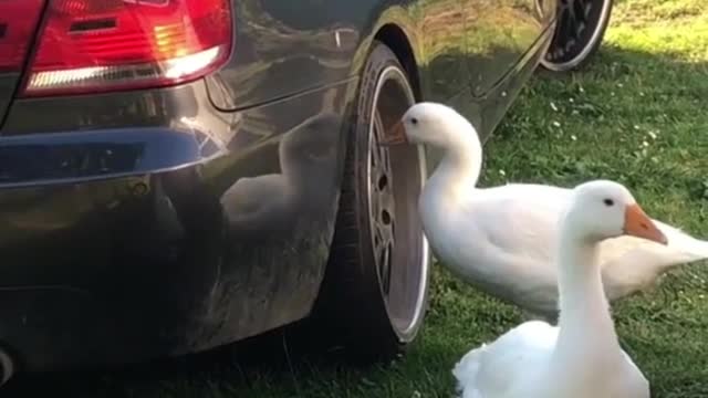 See how big truck tires break and get repaired