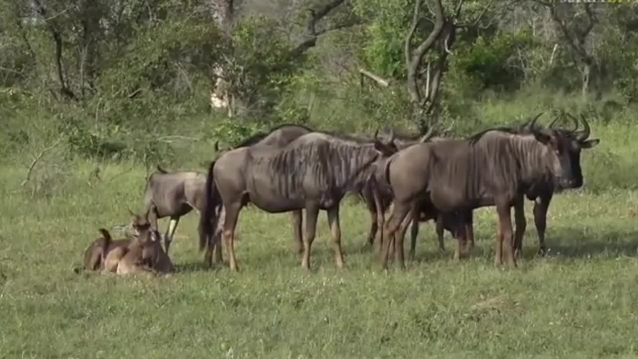 March 09, 2017- Sunrise- The Wildebeest are back and their babies are not so little anymore