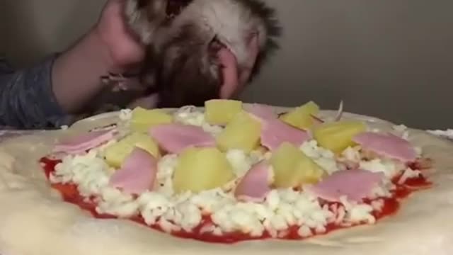 Sexy Ferret Pizza🍕