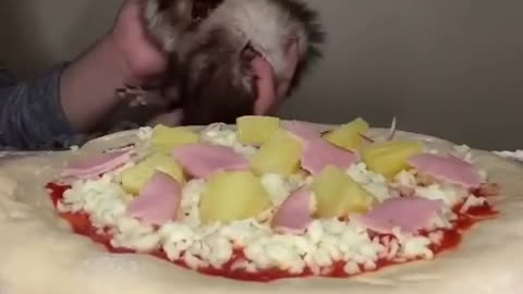 Sexy Ferret Pizza🍕