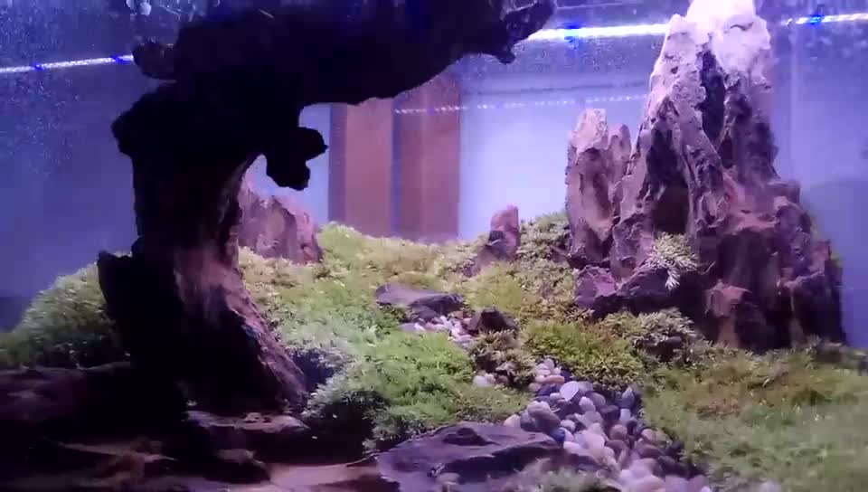 Landscape works in fish tanks(7)