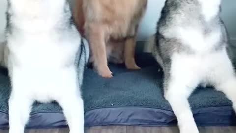 High notes today. When you're too gentle to be with two big mouthed kids