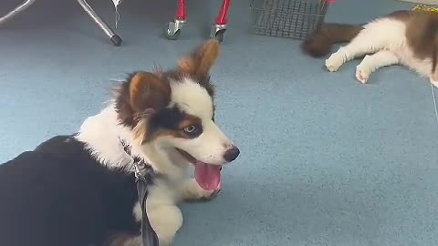 The real nature of dogs is the natural need for friendly contact with others