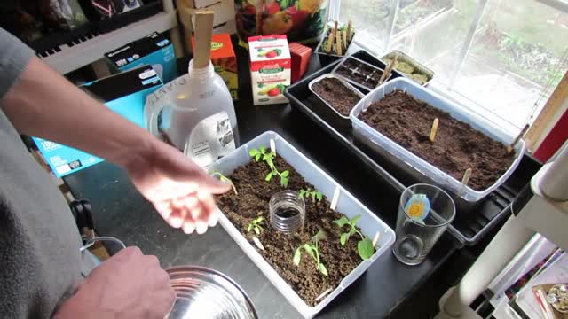 Completed Guide to Starting Tomatoes Indoors for New Gardeners: All the Steps