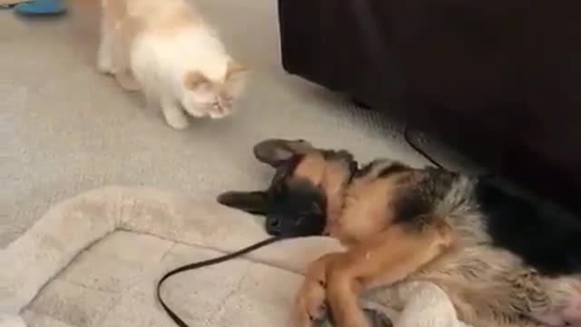 Wake up, DoG!!