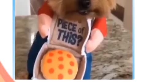 very funny cats and dogs for you to laugh a lot