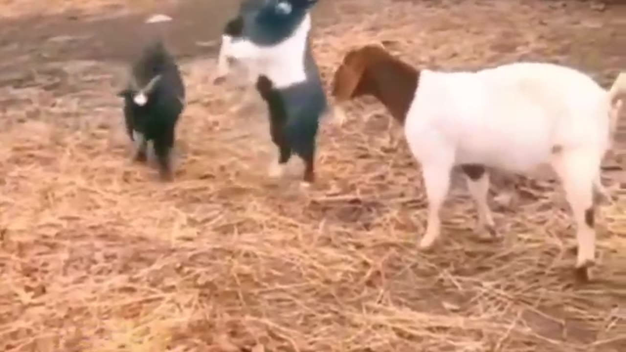 funny animals video