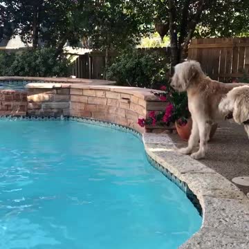 Beach ball volleyball k9 style