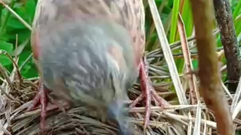 Mother feeds the two little babies both babies eat the same birds__