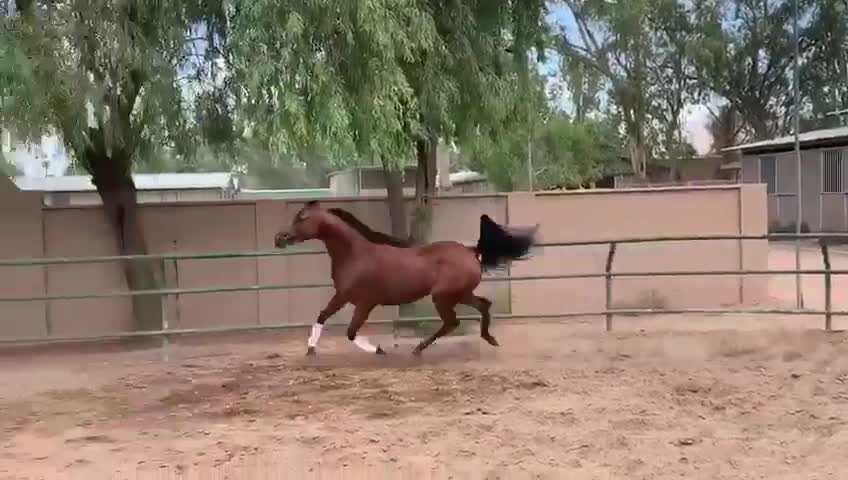 Arabian Horse In Playful Mood