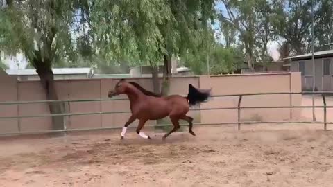 Arabian Horse In Playful Mood