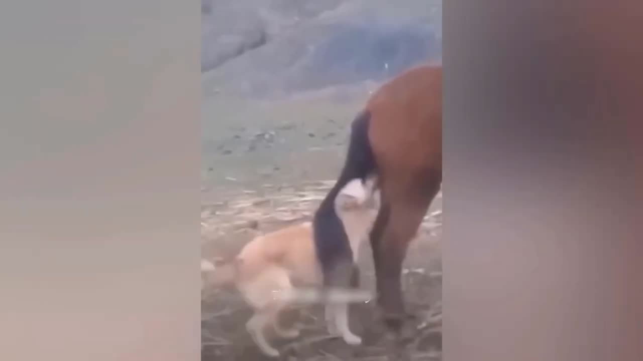 Cat and Dog funny video