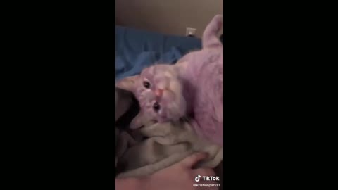 Cute Cat Taking Affection - Tiktok Cats (Funny Animals #361)