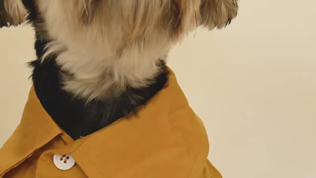 Cute dog video #short