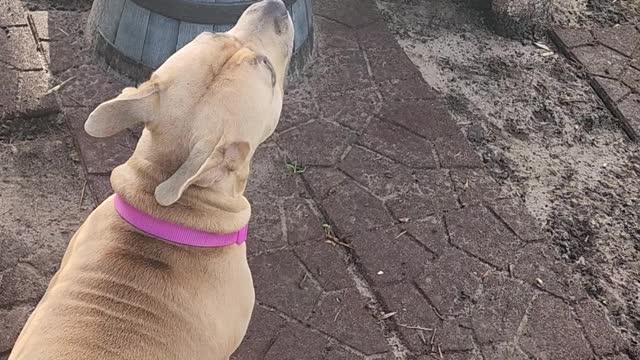 Dog on Squirrel patrol