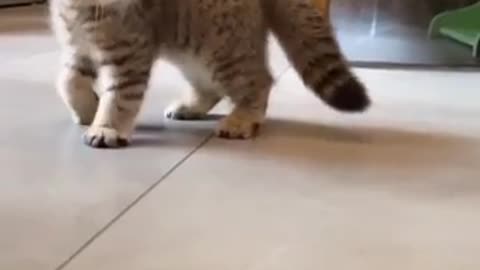Cats - Baby cats - funny and fluffy (3) / Gatos - Filhotes - engraçados e fofos (3) #shorts