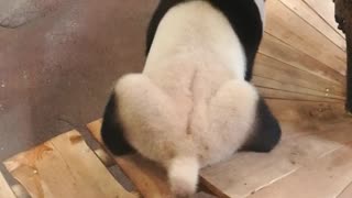 Panda Shakes It to Scratch that Itch