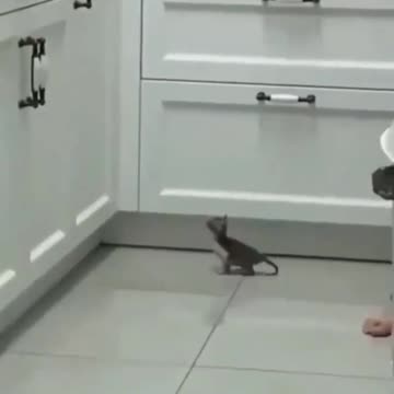 The cat jumps to the kitchen shelves. Very funny