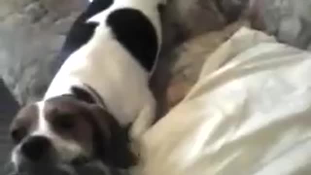 Funny beagle lily & tug of war