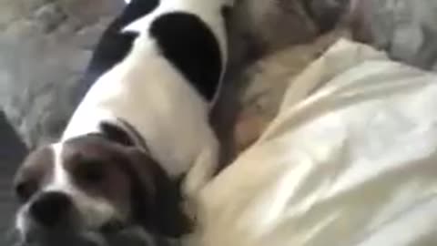 Funny beagle lily & tug of war