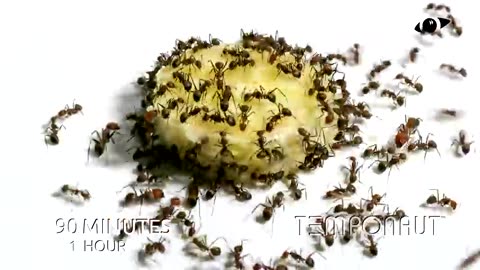 Ants vs Banana Timelapse