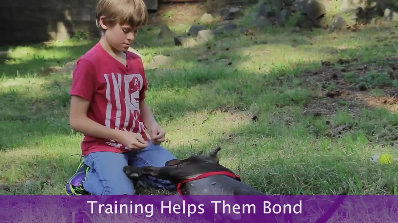 Importance Of Having Kids Train Dogs