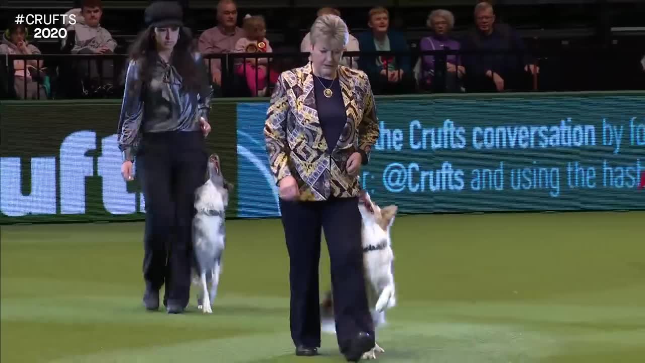 Obedience Championship Display I Crufts 2020