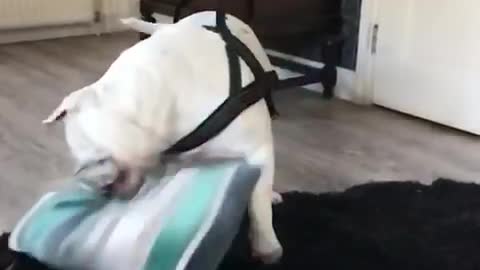 Naughty Bulldog destroyes expensive pillow