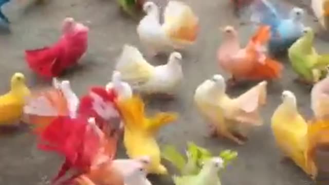 Fancy and lovely pigeons