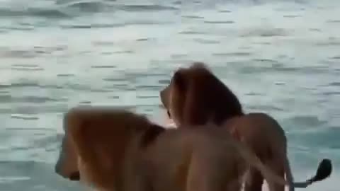 Enjoying the beach (no audio)