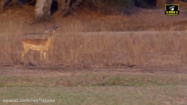 Wildlife documentary / wild cats.