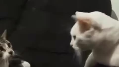 when the cat play music