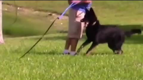 How to make Dog wild by circle the body