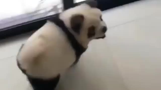 A Cute😍Pand🐼Dogy🥰