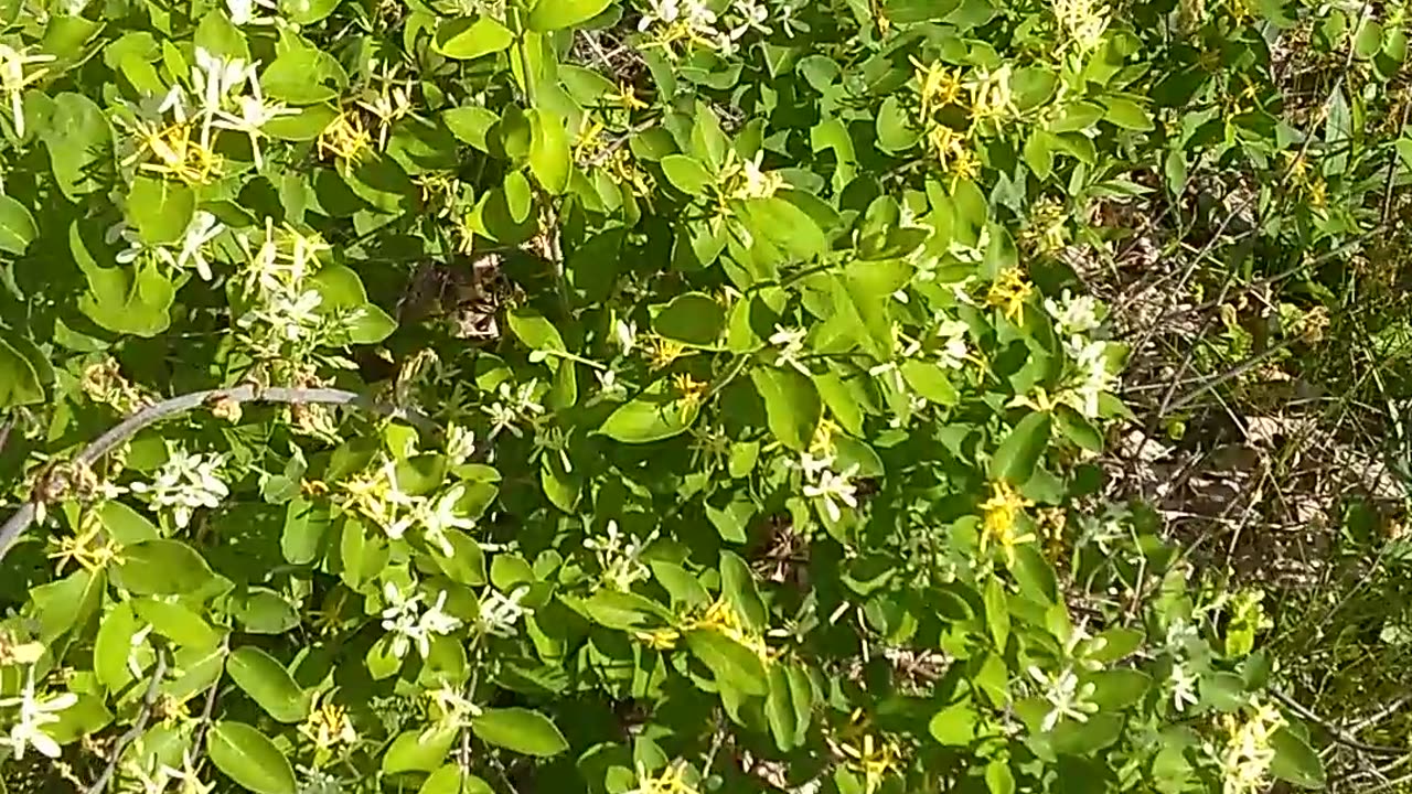 Honeysuckle