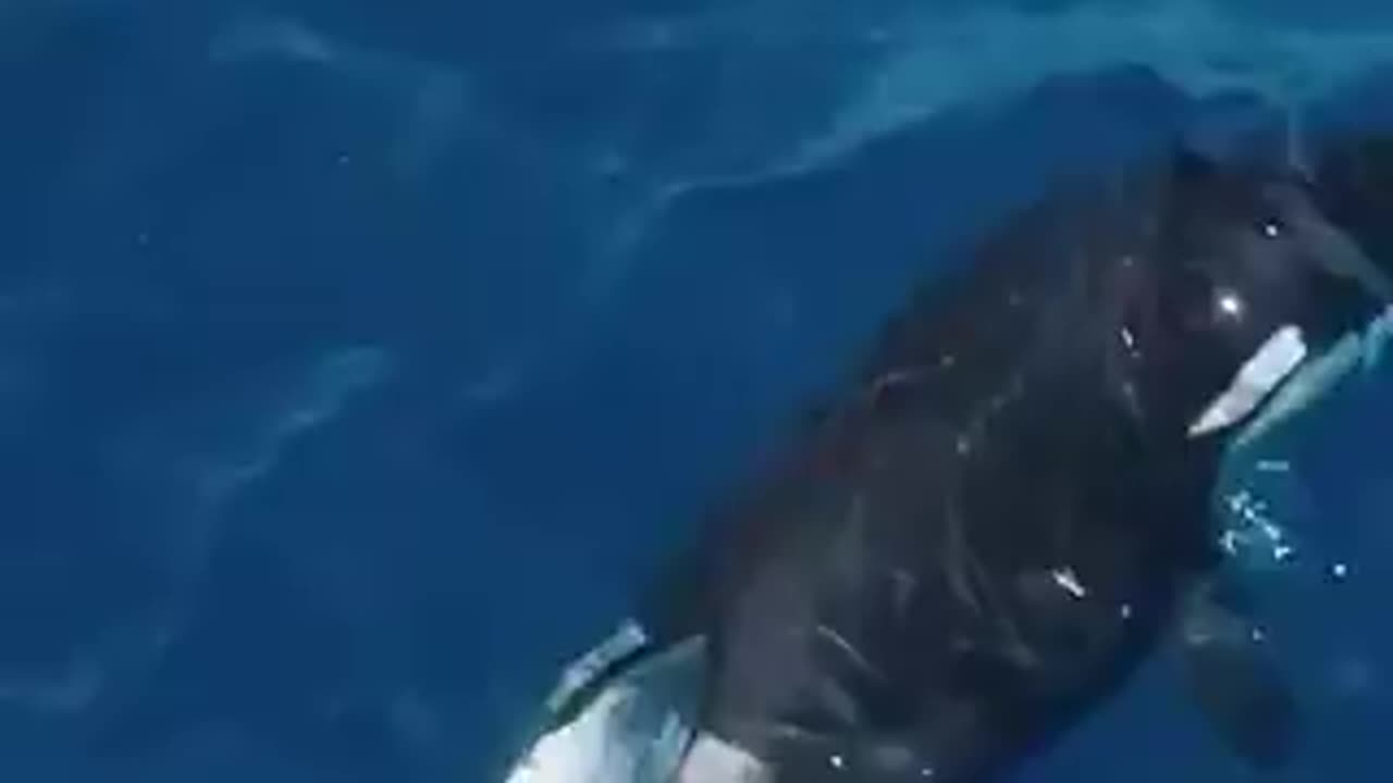 I want to cry! Did the dolphin manage to escape?