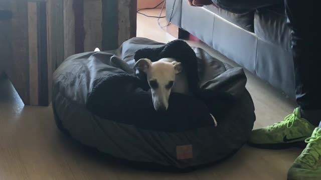 Doggo Curls up in Bed With Built-in Blanket