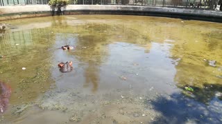 Unclear Lake Hides Family Of Hippos