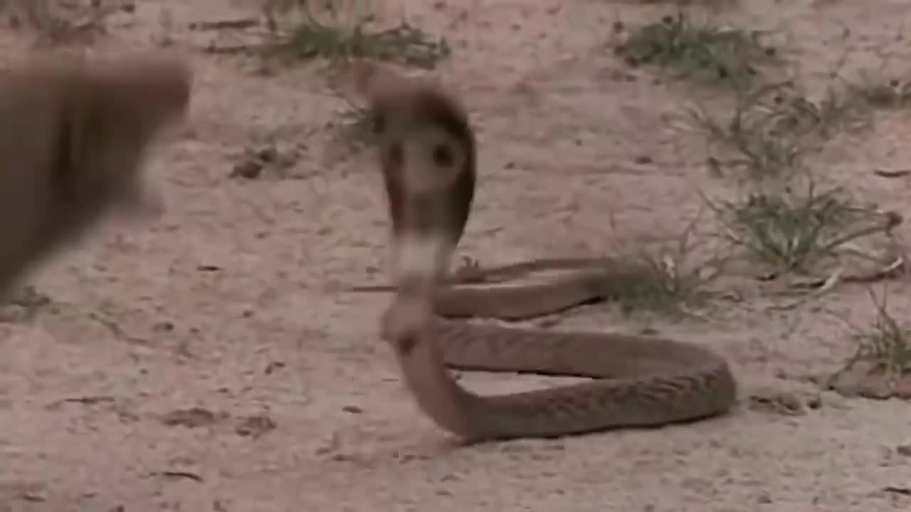 cobra in danger meeting mongoose