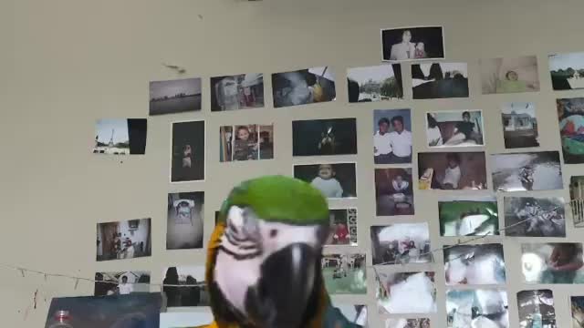 the macaw Personal aircon