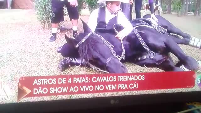 the horse of descanso