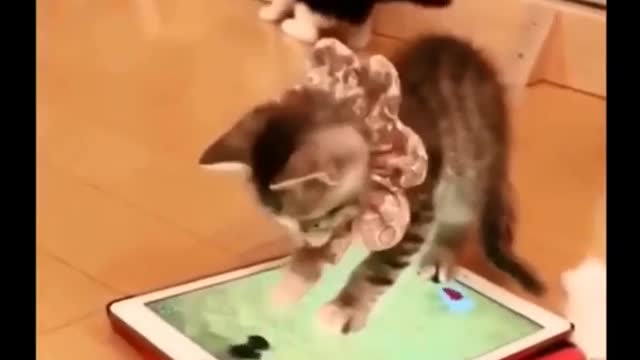 preetyy cat playing game//funny video