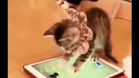 preetyy cat playing game//funny video