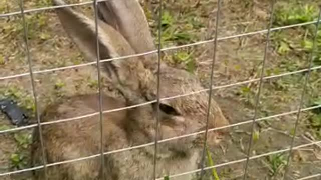 Cute rabbit eats
