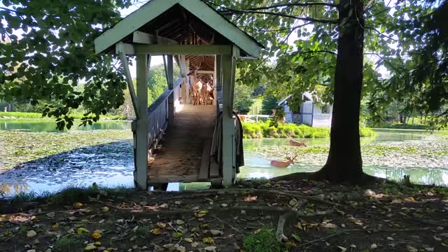 Man Leads Bucks Single File Over Bridge