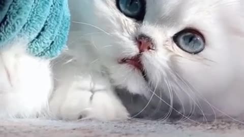 Cute and Funny Cat Videos Compilation _Cute pet care _1 _shorts