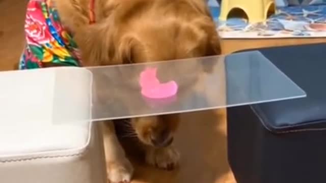 Amazing and Funny Dogs