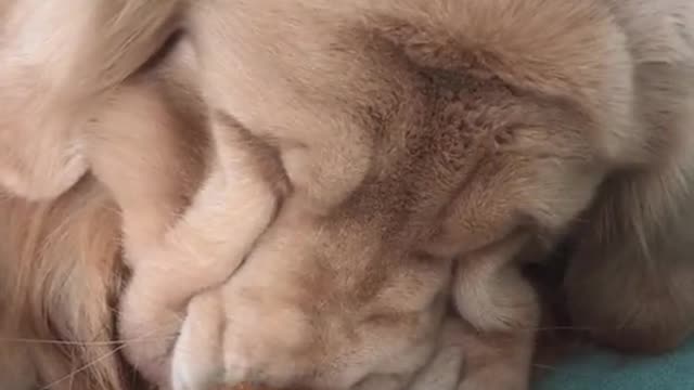 Look how the puppy sleeps