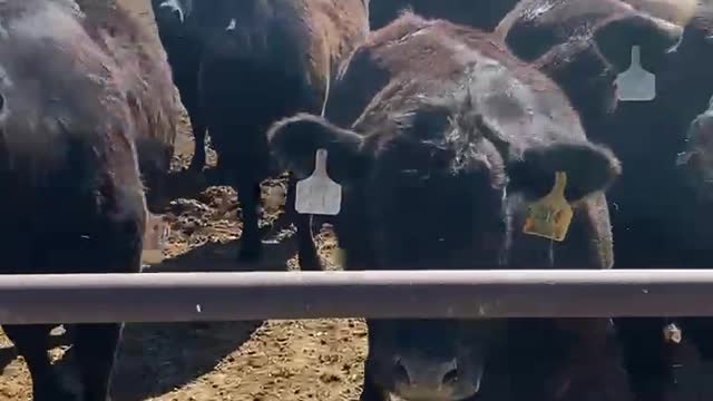 75- Fall calving Angus/Angusx heifers